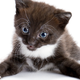Illustration for article titled Good News: Cats Aren’t Really Polluting Your Brain with Poop Parasites
